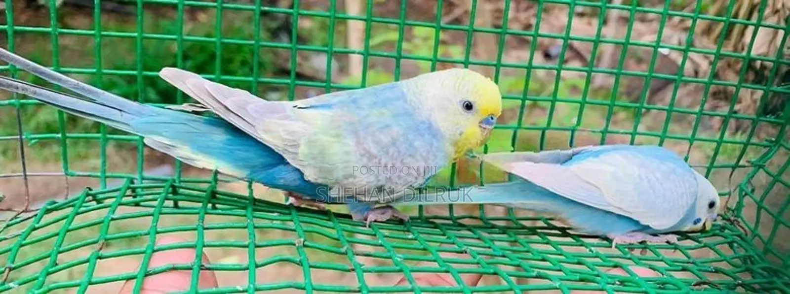 Rainbow Love Birds