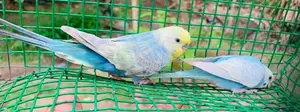 Rainbow Love Birds