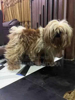 Shih Tzu Puppy