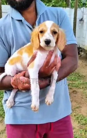 Cocker spaniel puppies
