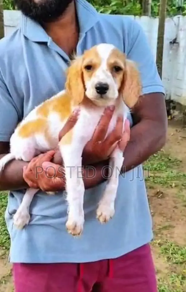 Cocker spaniel puppies