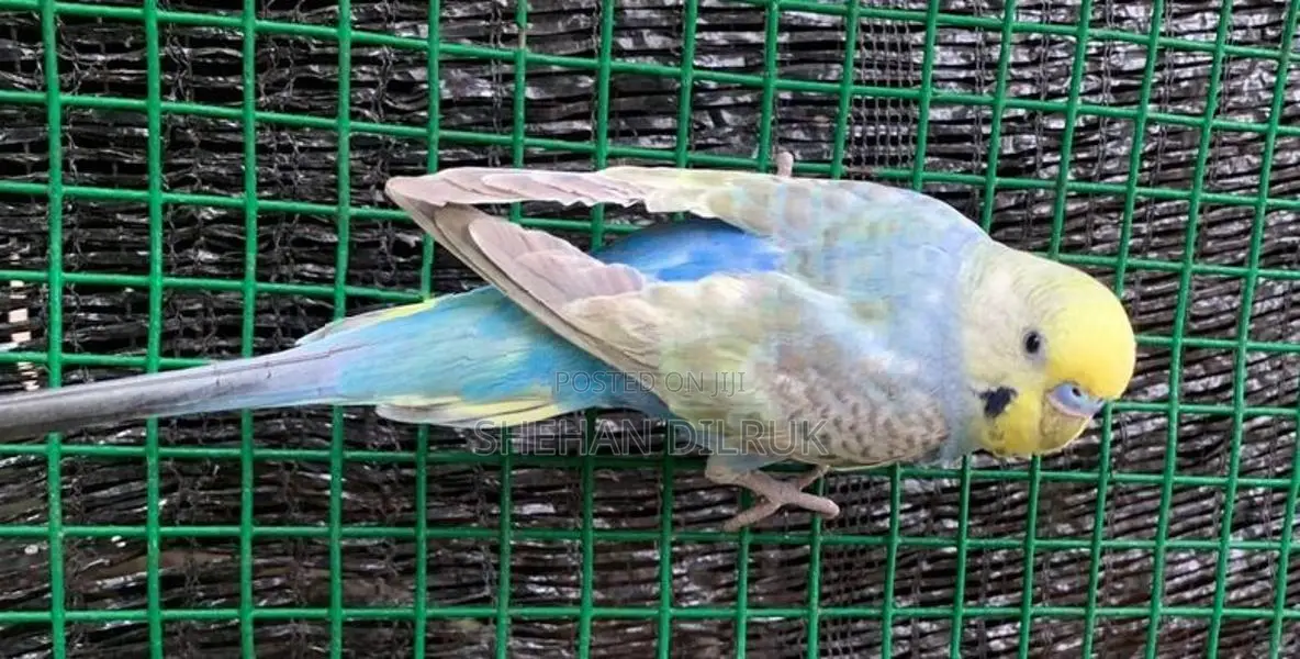 Rainbow Love Birds