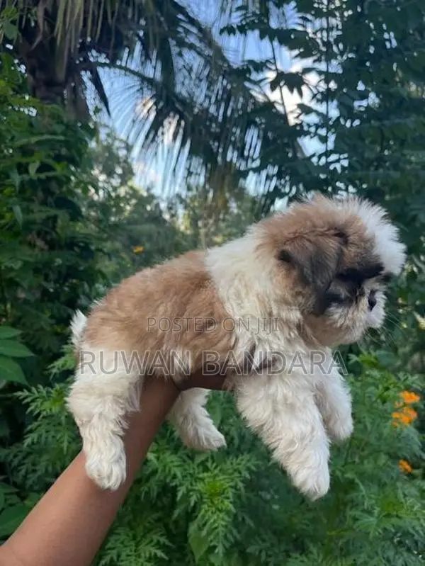 Shih Tzu Puppy