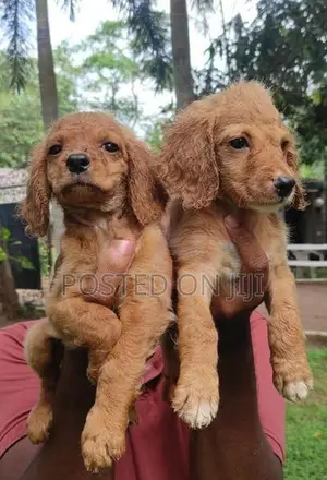 Cocker spaniel puppies