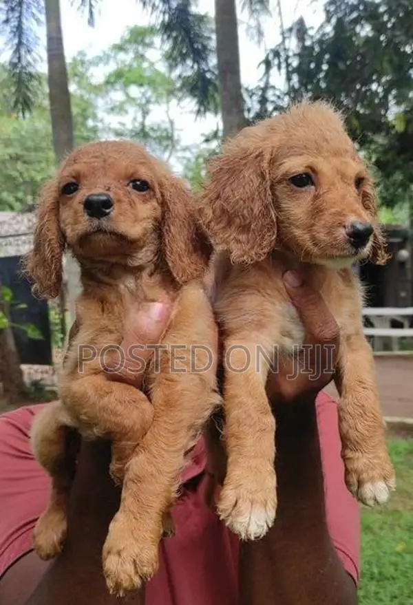 Cocker spaniel puppies