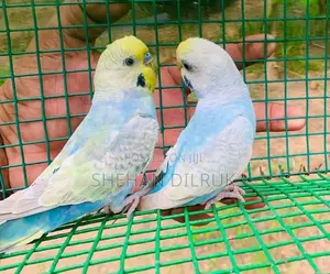 Rainbow Love Birds