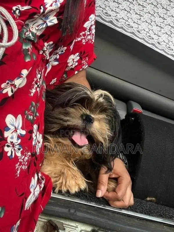 Shih Tzu Puppy
