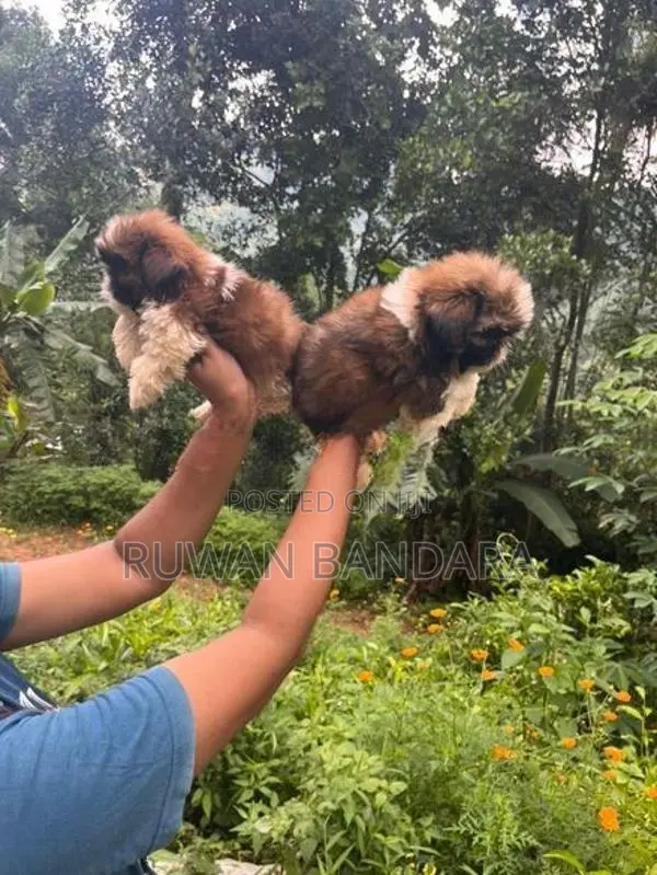 Shih Tzu Puppy