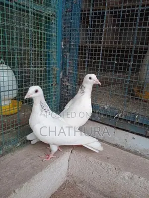 Pigeons