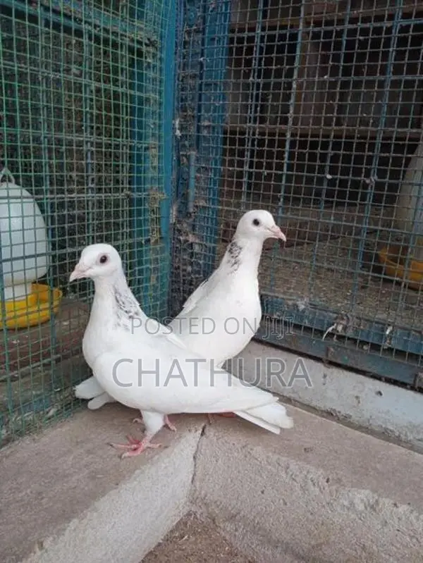 Pigeons