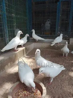 Pigeons