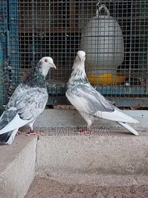 Pigeons
