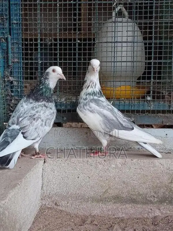 Pigeons