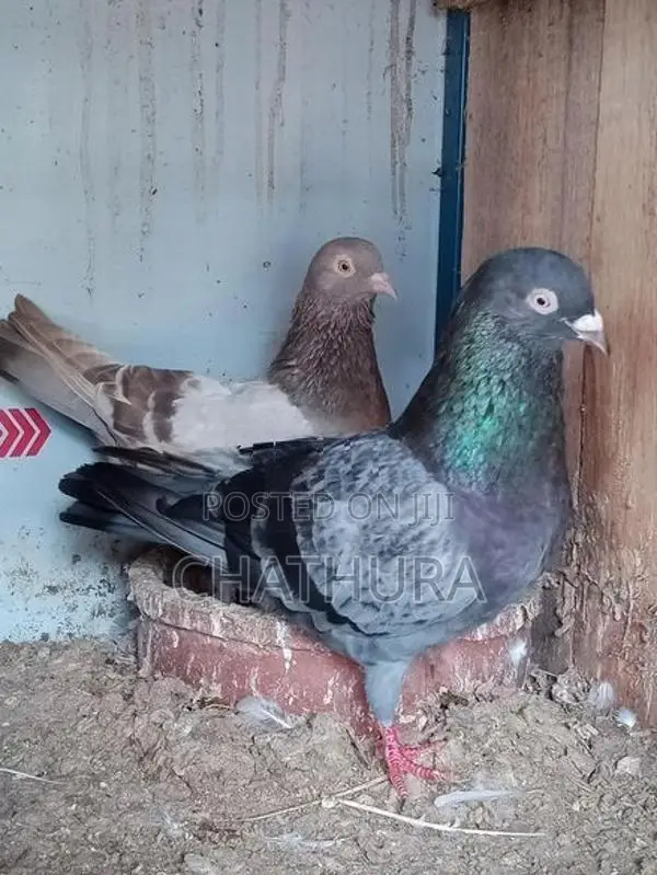 Pigeons