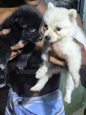 Lion Pomerian Puppy