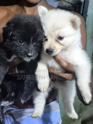 Lion Pomerian Puppy