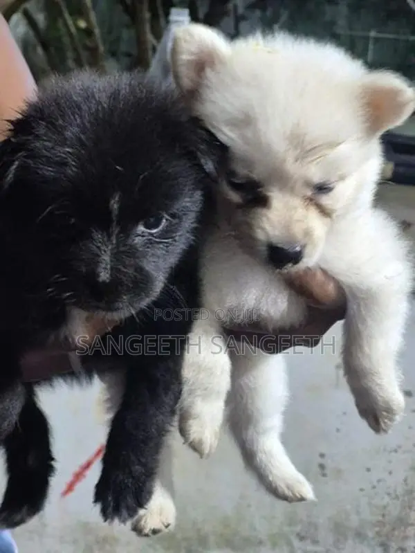 Lion Pomerian Puppy