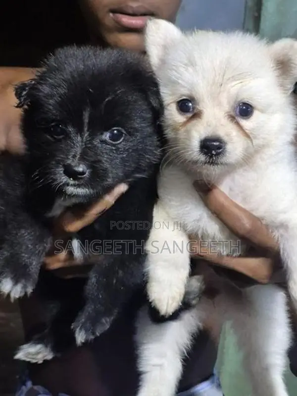 Lion Pomerian Puppy