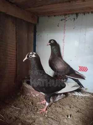 Pigeons