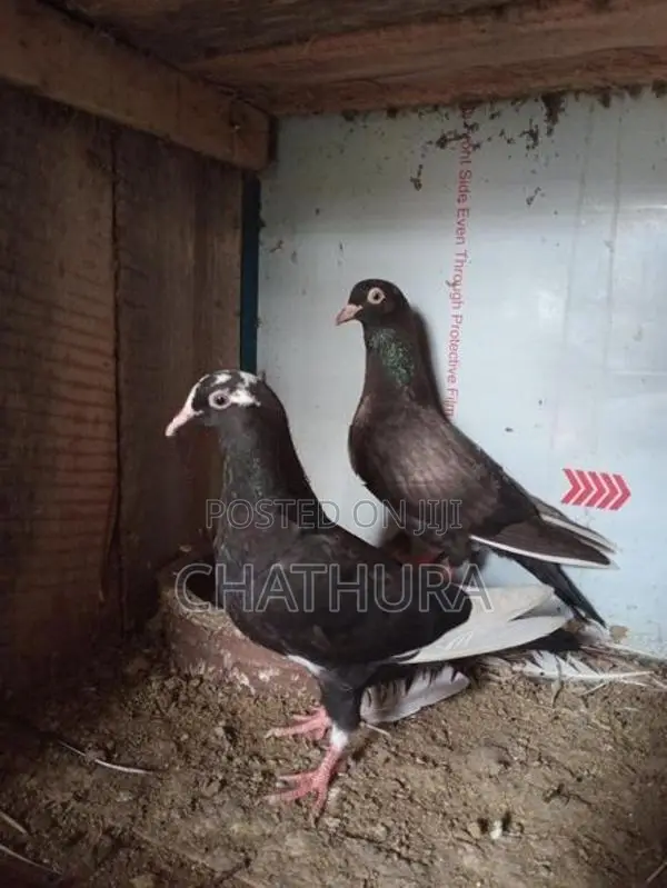 Pigeons