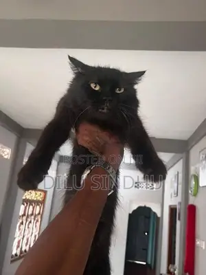 Persian Cat