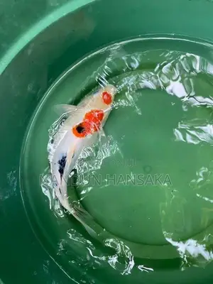 Koi fish