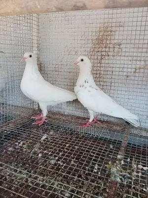 Pigeons