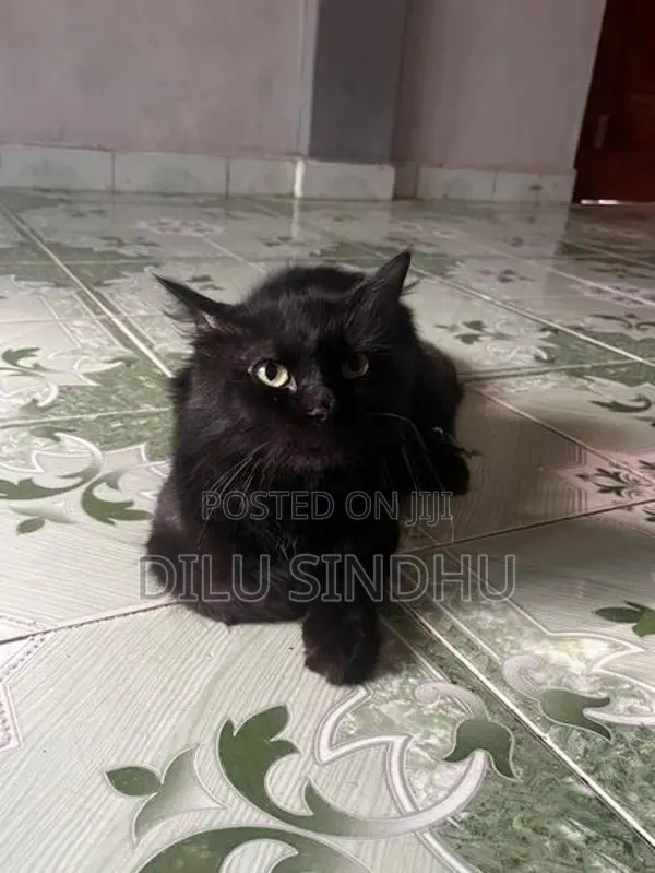 Persian Cat