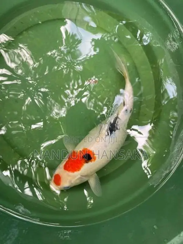 Koi fish