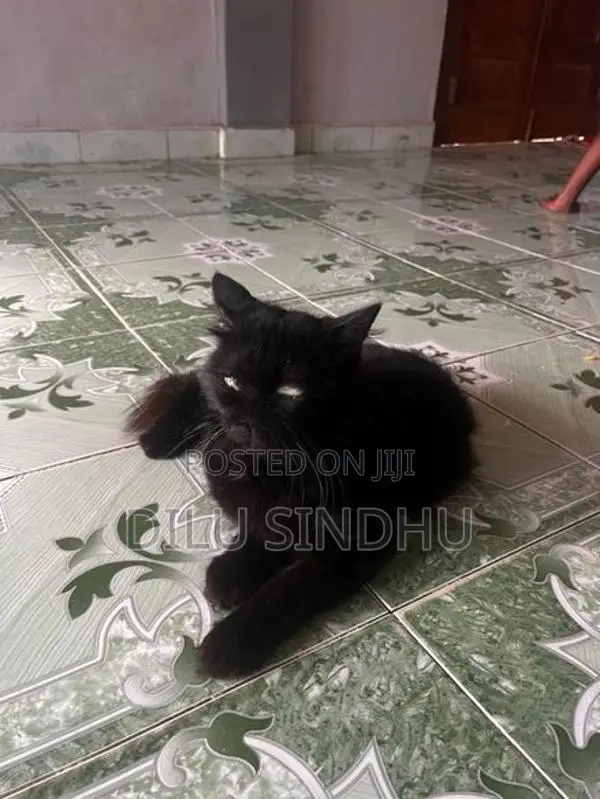 Persian Cat
