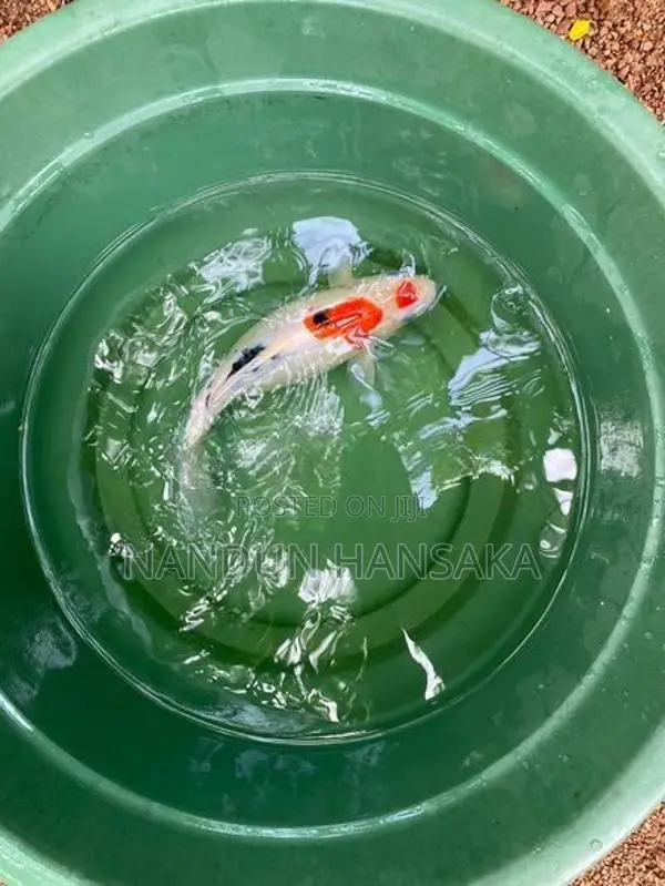 Koi fish