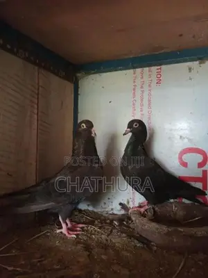 Pigeons
