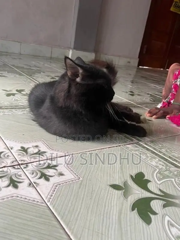 Persian Cat