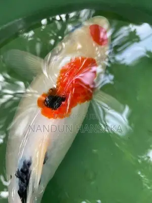 Koi fish