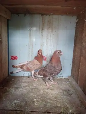 Pigeons