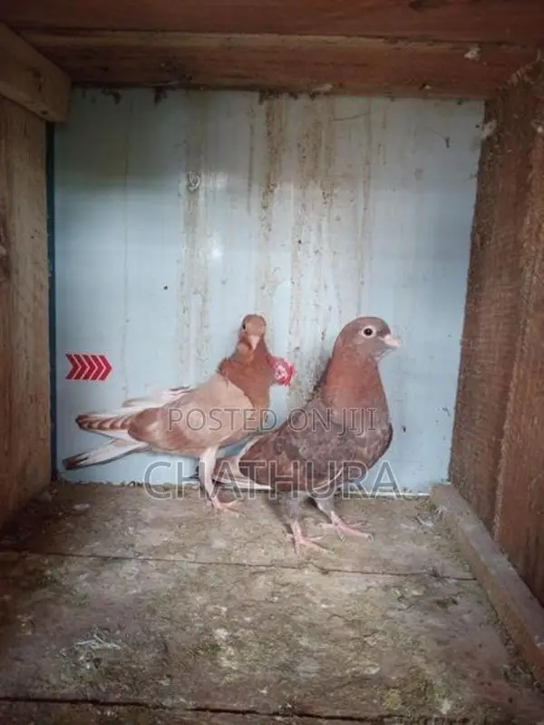Pigeons
