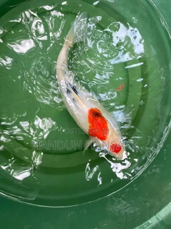 Koi fish