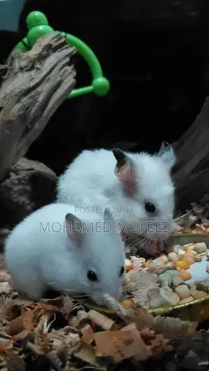 Syrian Teddy Hamster