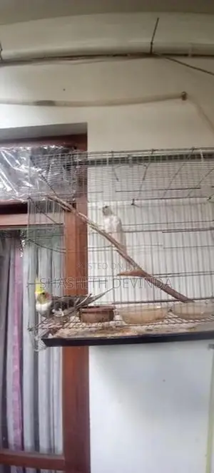 Cocktail Bird