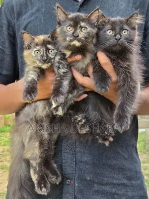 Persian Kitten