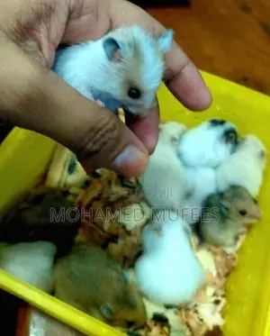 Syrian Teddy Hamster