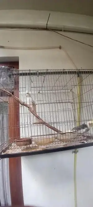 Cocktail Bird