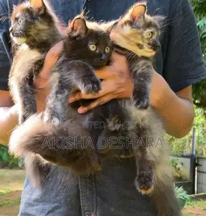 Persian Kitten