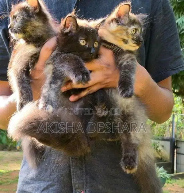Persian Kitten