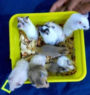 Syrian Teddy Hamster