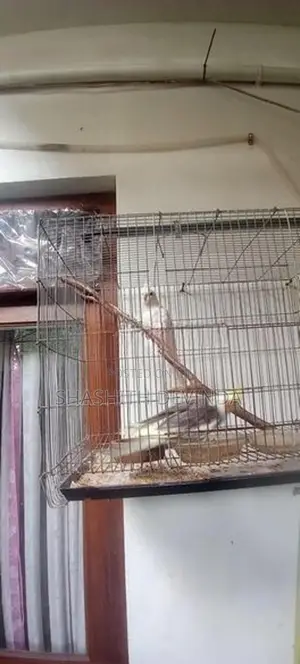 Cocktail Bird