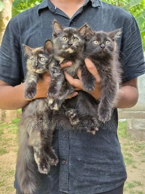 Persian Kitten