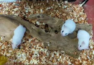 Syrian Teddy Hamster