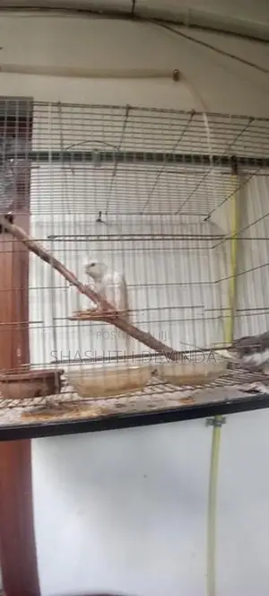 Cocktail Bird