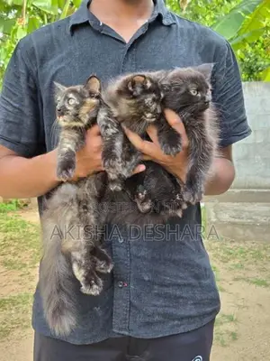 Persian Kitten